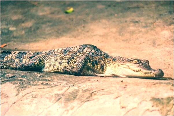 夢到別人釣魚我撿好不好_周公解夢官網