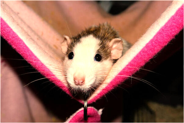 夢到看見一輛車翻入大海有什麼含義_周公解夢官網