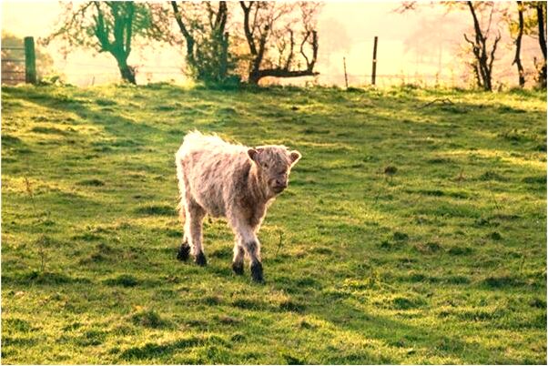 夢到了飛機出事故什麼預兆_周公解夢官網