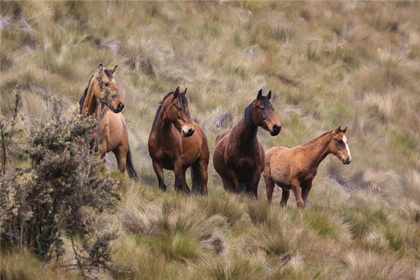 夢見馬奔跑是什麼意思_周公解夢