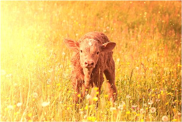 夢到了五具棺材及去世的父親會怎么樣_周公解夢官網