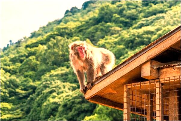 夢見錢被小偷偷了會是什麼預兆_周公解夢官網