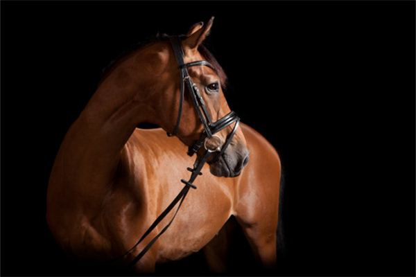 屬馬的性格和脾氣女人_十二生肖