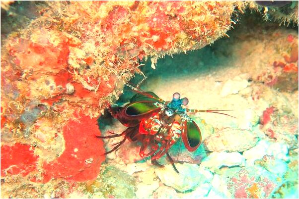 夢見有人臨死是什麼預兆?_周公解夢官網