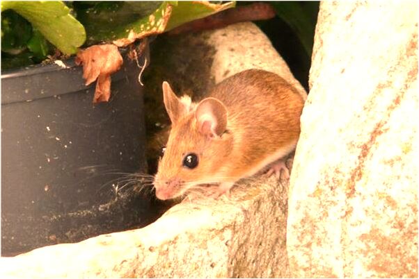 夢見穿得很漂亮是好是壞_周公解夢官網