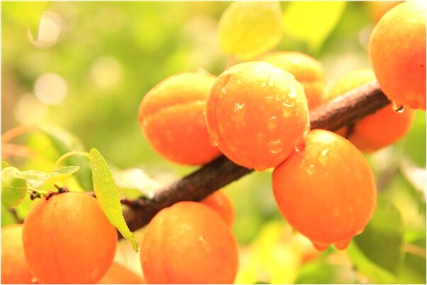 夢到了夏佳歡是好的徵兆嗎_周公解夢官網