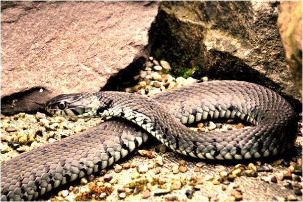 夢到了關公的大刀是凶兆還是吉兆_周公解夢官網