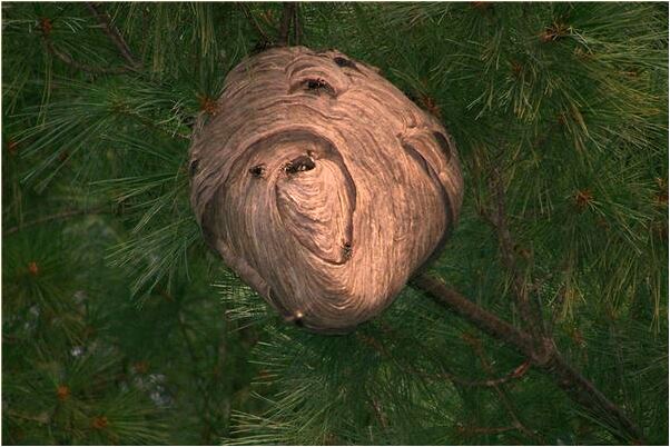 夢到了右耳朵發熱是什麼預兆_周公解夢官網