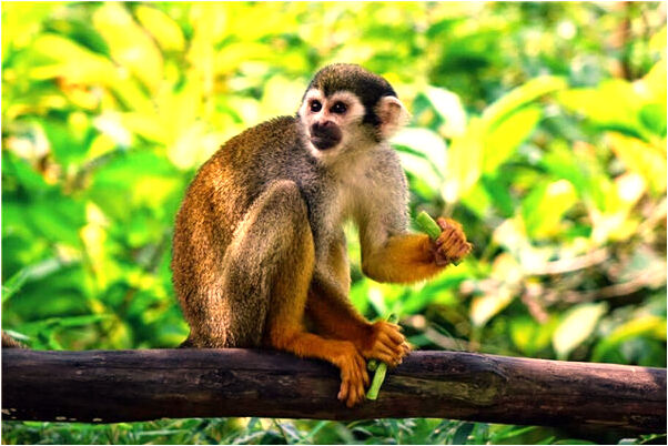 夢見死去的老人背著小孩有何寓意_周公解夢官網