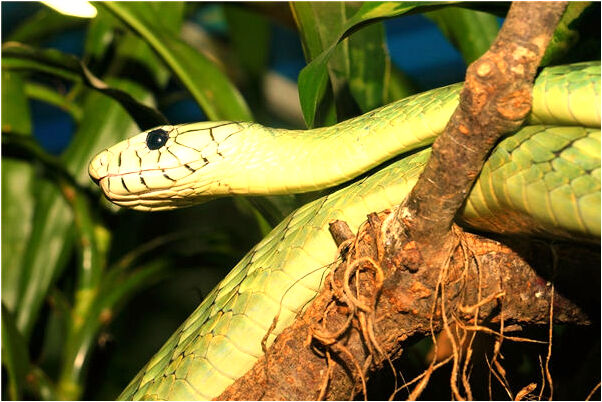 夢到了和別人吵嘴的預兆_周公解夢官網