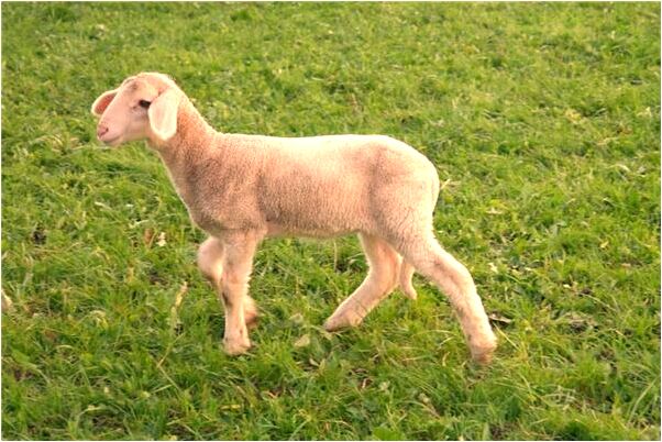 夢見中槍未死是什麼預兆_周公解夢官網