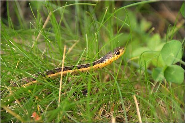 夢見房子淹了有什麼徵兆_周公解夢官網