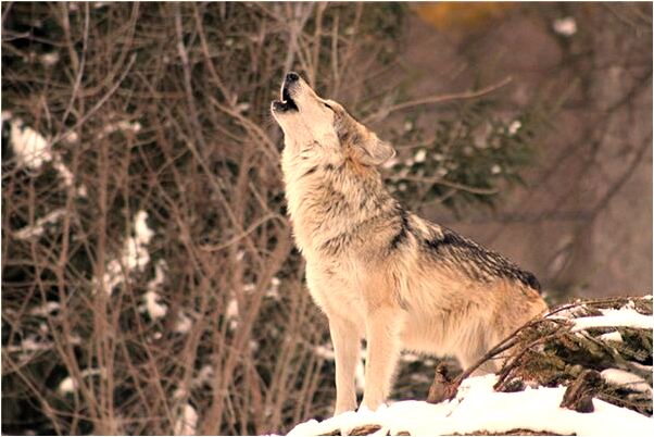 夢到馬峰蜇手預示著什麼_周公解夢官網