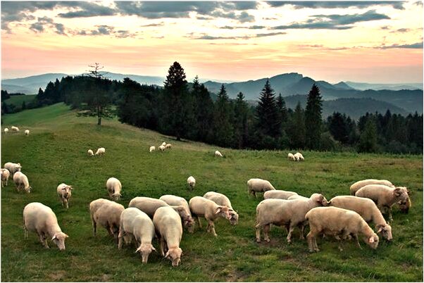 夢到同學跟我吵架有什麼寓意嗎?_周公解夢官網