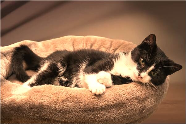 夢到了我媽媽我床上有條小蛇有什麼預示嗎_周公解夢官網