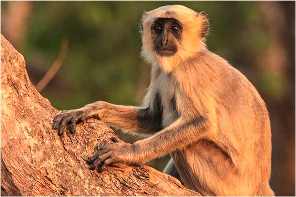 夢到飄洋過海相親是不是好的徵兆呢_周公解夢官網