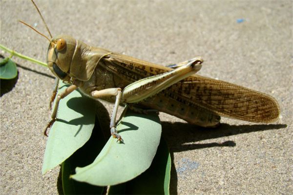 夢見蝗蟲_周公解夢