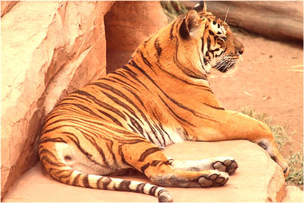 夢到了自己家的房子倒了代表什麼_周公解夢官網