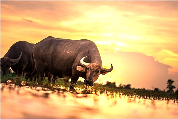 夢到了孩子扒炕是什麼預兆？_周公解夢官網