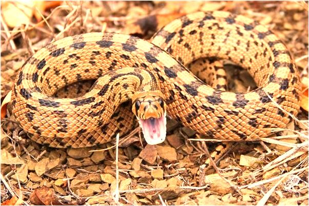 夢到冰櫃里都生肉是什麼預兆_周公解夢官網