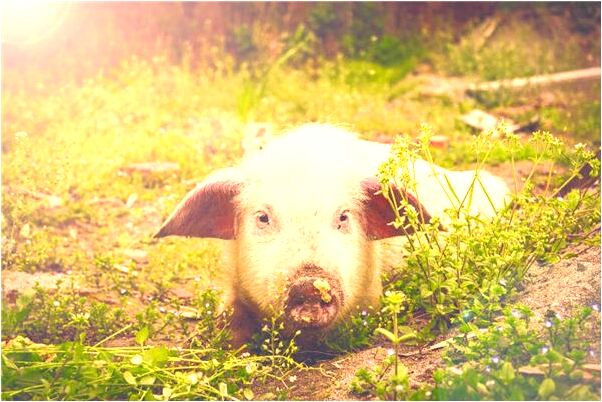 夢到男朋友跟別人親熱是怎么回事_周公解夢官網