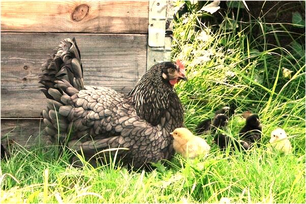 夢到死人病重怎么樣_周公解夢官網