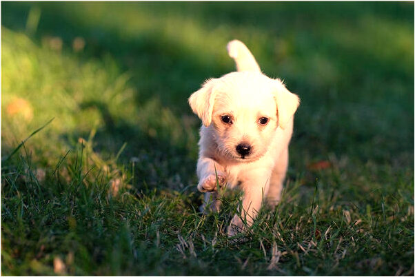 夢見奶奶回來給我煲湯預兆了什麼嗎_周公解夢官網