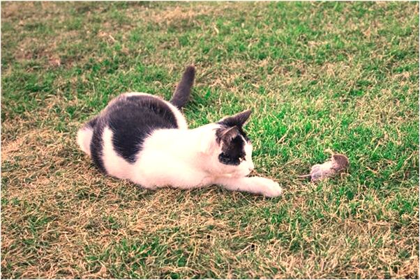 夢見唐吉芳是什麼意思？_周公解夢官網