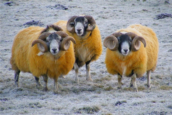 1979年出生的生肖事業怎么樣_十二生肖