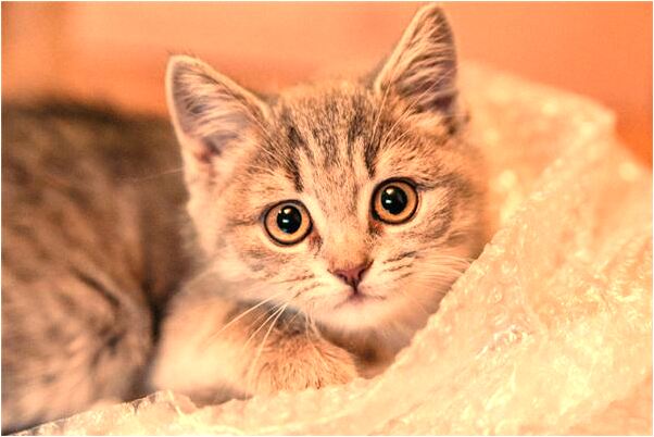 夢見看見蛇鑽進洞會有什麼預兆_周公解夢官網