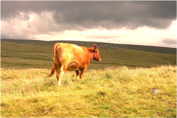 夢到以前男同學有什麼寓意嗎_周公解夢官網
