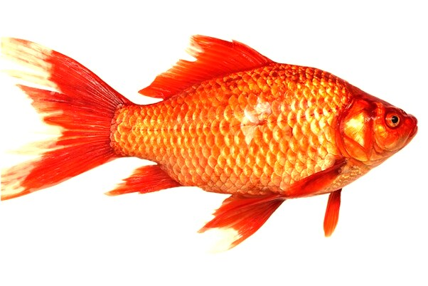 夢到了交通警察罰我錢會有什麼預兆_周公解夢官網