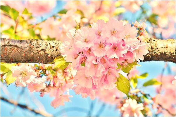 夢到縮成一團從山坡滾落什麼寓意_周公解夢官網