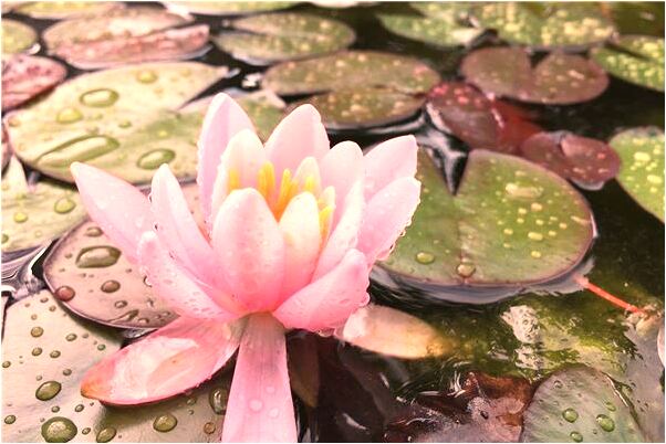 夢到了水在流有什麼意義嗎_周公解夢官網