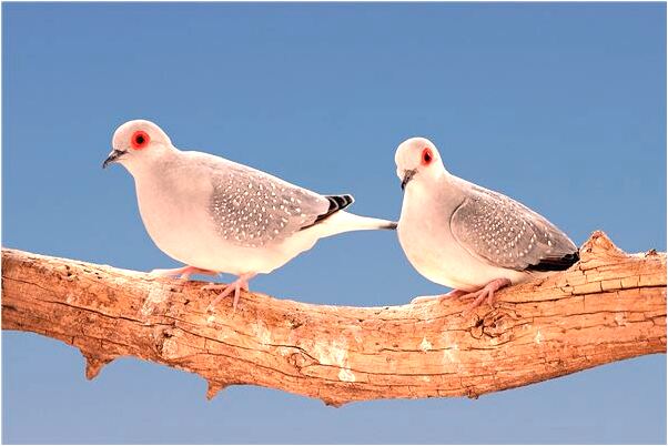 夢見錢被小偷偷走了是好的徵兆嗎_周公解夢官網