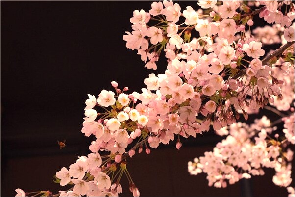 夢到了一個沒穿衣服的女人會是什麼預兆_周公解夢官網