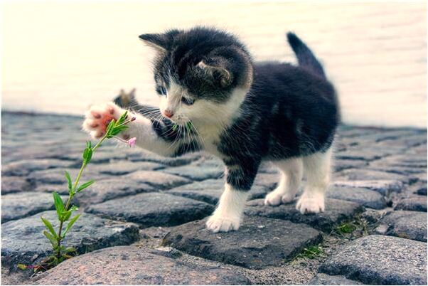 夢見自己向鄰居借錢預兆了什麼嗎_周公解夢官網