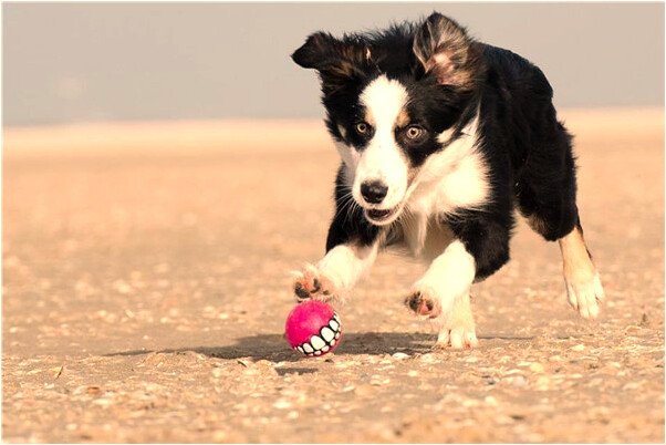 夢到去世的奶奶把米袋繫上了有什麼預示嗎_周公解夢官網