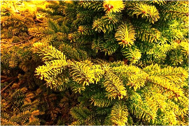 夢見盜刷信用卡是怎么回事_周公解夢官網