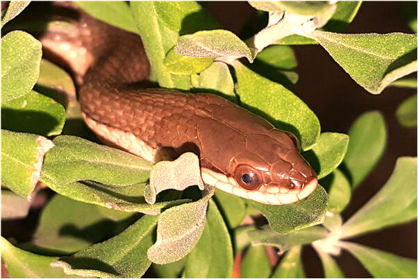 夢到無子車禍但沒事是什麼兆頭_周公解夢官網