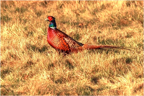 夢見把狼殺了預示什麼_周公解夢官網