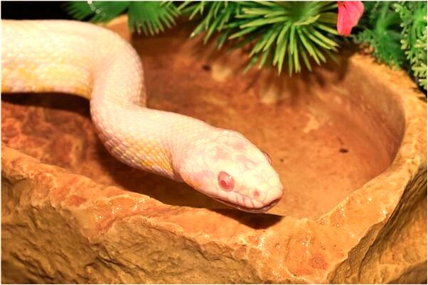 夢到自己被槍打死無法逃脫是凶兆還是吉兆_周公解夢官網