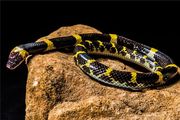 夢到蛇下崽預示著什麼_周公解夢