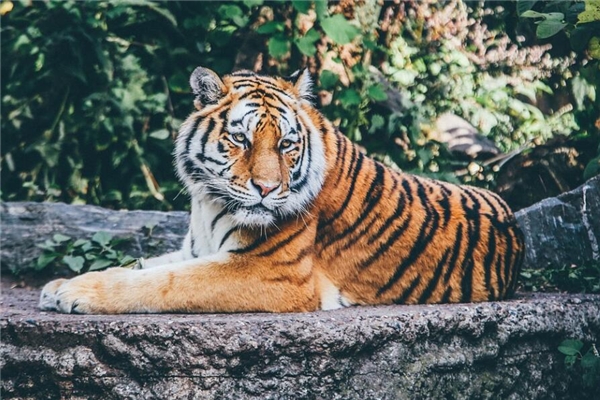 1998年屬虎的人桃花運_十二生肖