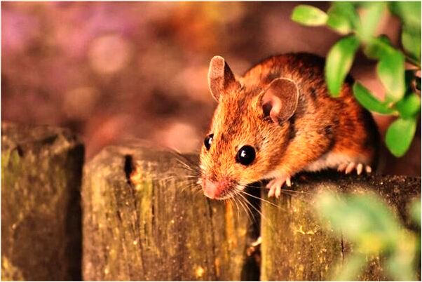 夢到生意變好是啥預兆_周公解夢官網