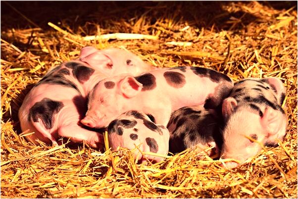 夢到自己被殺流血有什麼說法_周公解夢官網