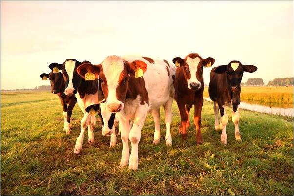 夢到龍抬頭是什麼啟示_周公解夢官網