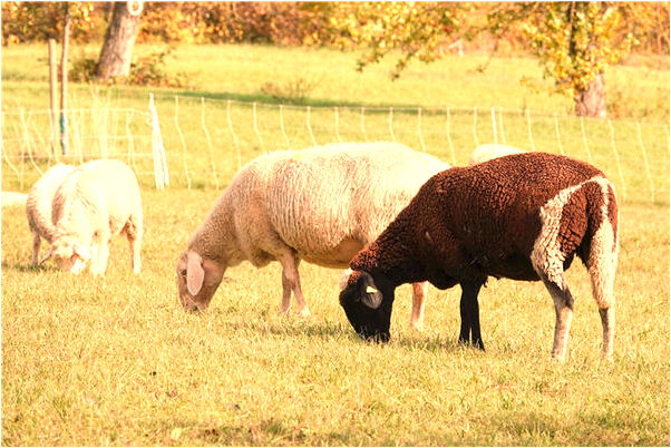 夢見孩子光著上身有什麼含義_周公解夢官網