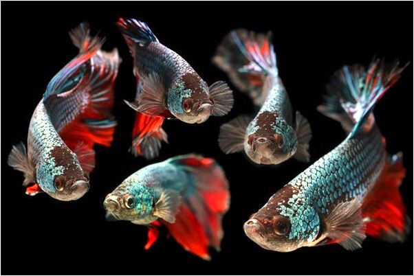 夢到了蛇咬人金龍救了我們是怎么回事_周公解夢官網