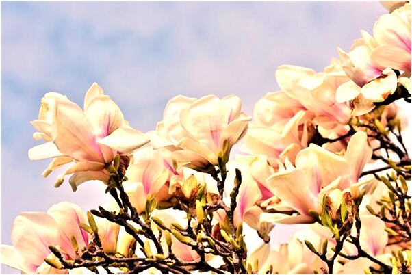 夢到了外甥女臉上長芝麻是怎么回事_周公解夢官網